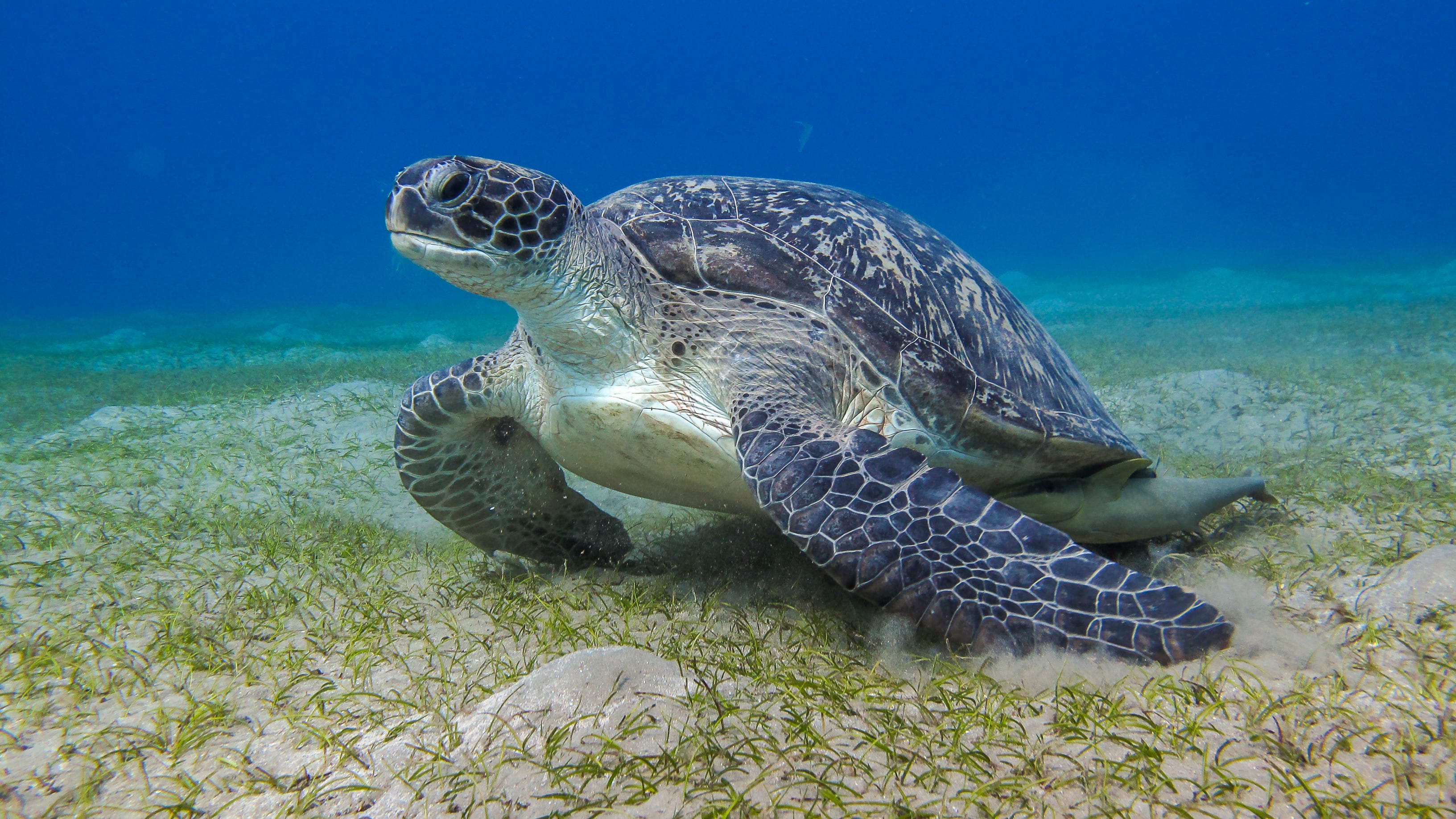 Massive 600-pound sea turtle found stranded on beach