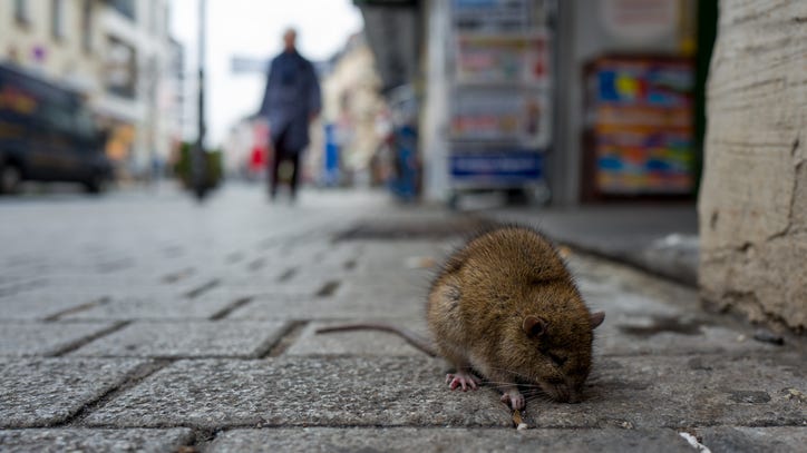 Rats can spread coronavirus: study