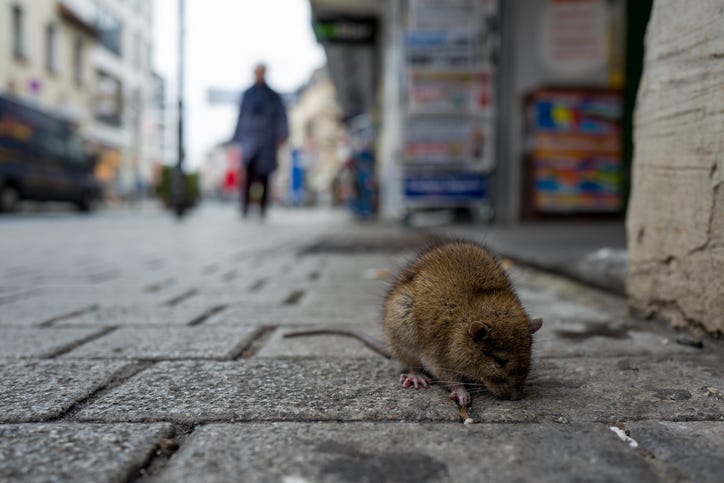 city rat