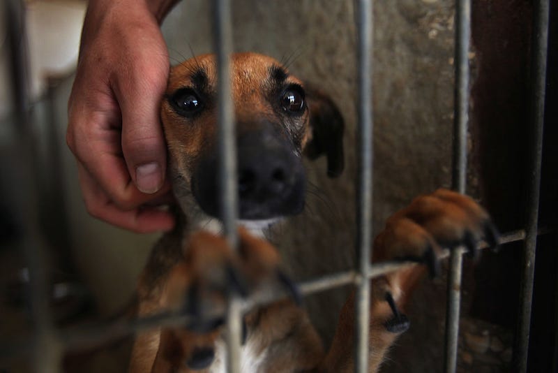 puppy awaiting adoption
