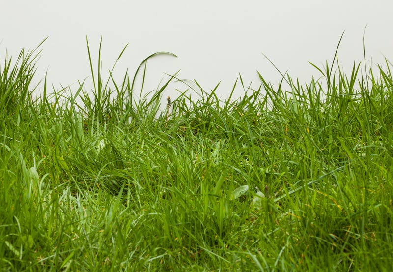 No Mow May