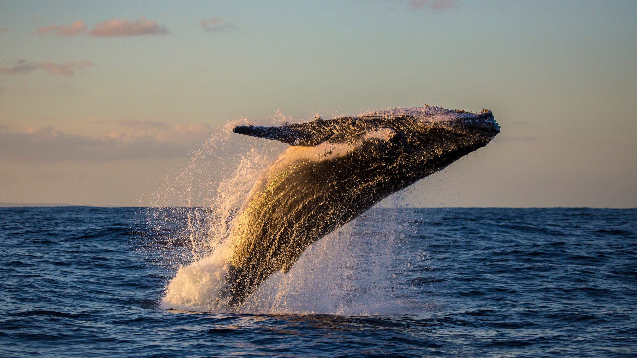 WATCH: Whale lands on boat in 'insane' moment