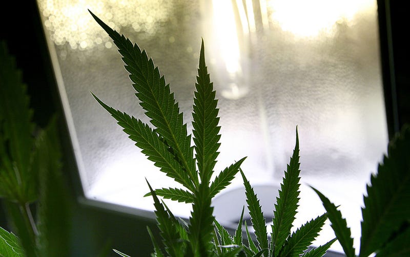 The leaf of a marijuana plant is seen under a grow light  July 22, 2009 in Oakland, California.