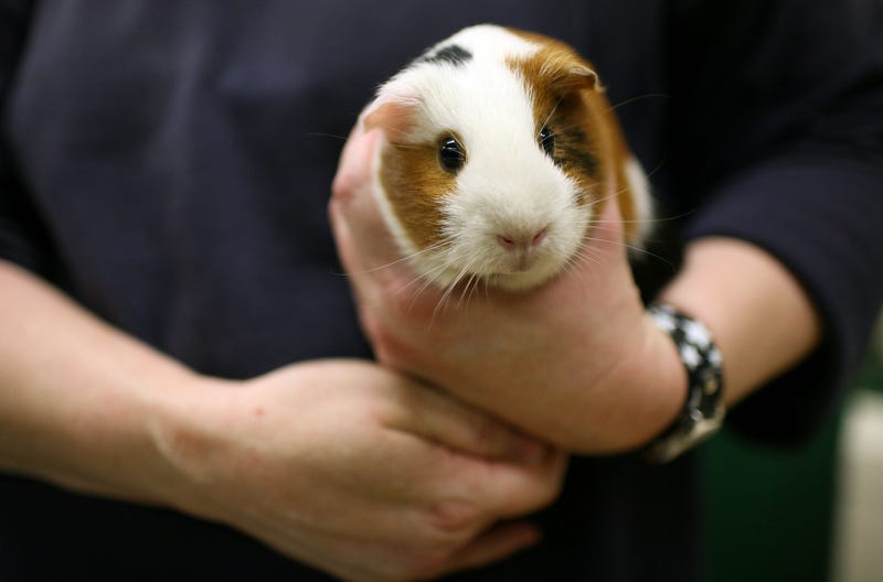 Guinea Pig