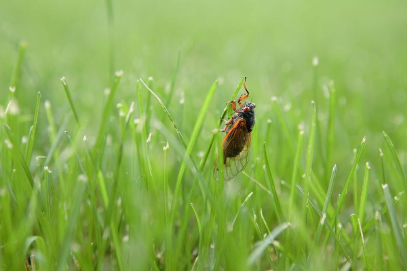 Cicadas