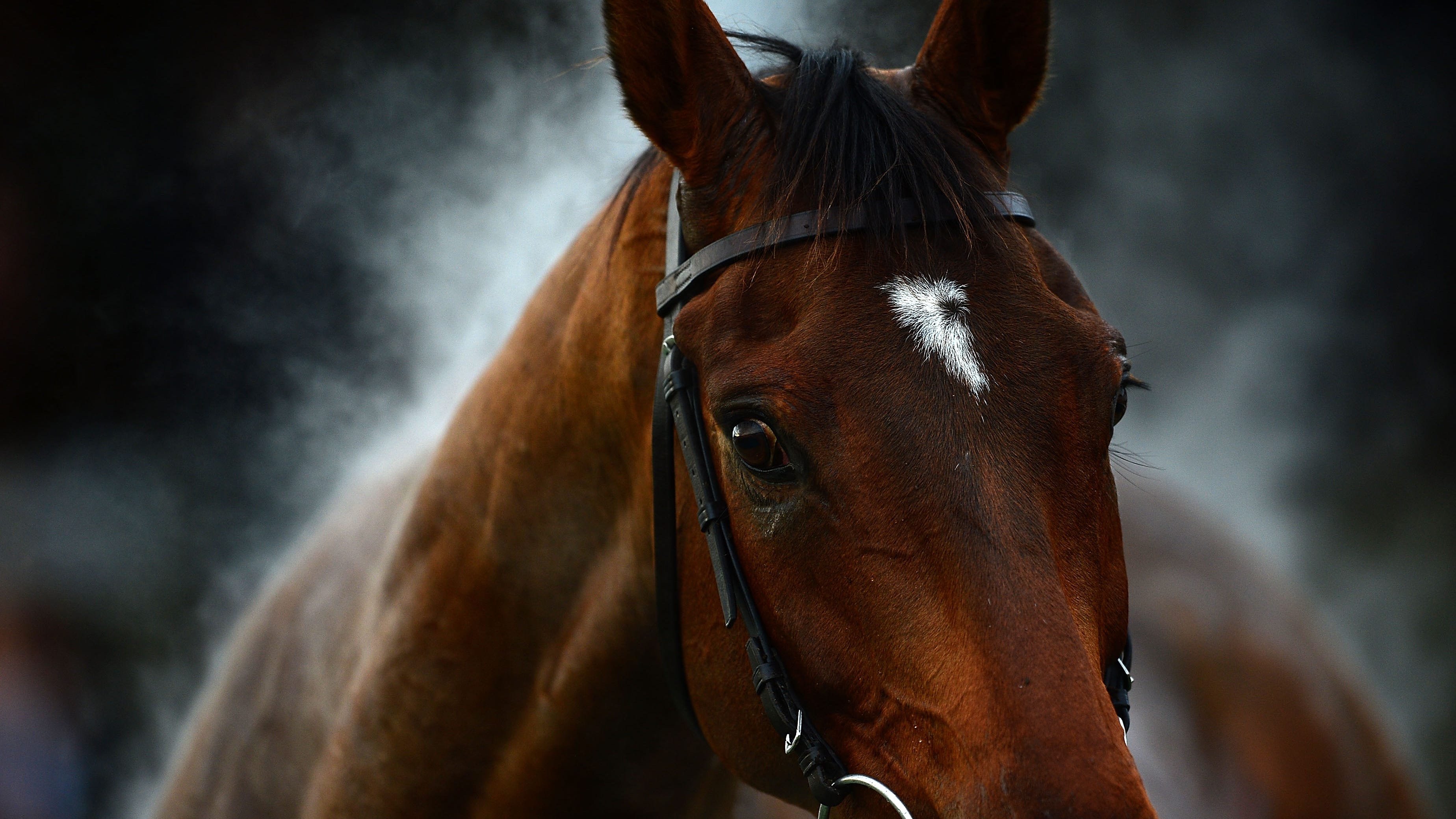 Horse rescued after 100-foot fall down hill in San Diego County