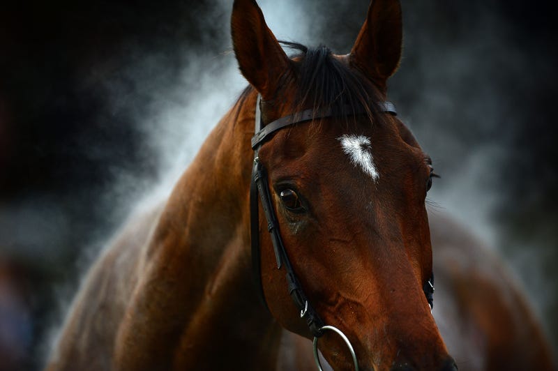 close-up of horse with steam rising