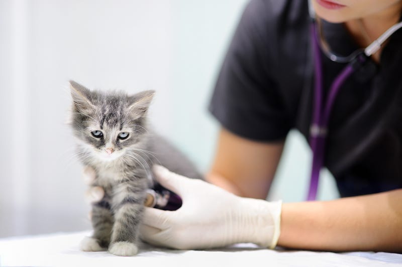 FILE: Kitten at vet.