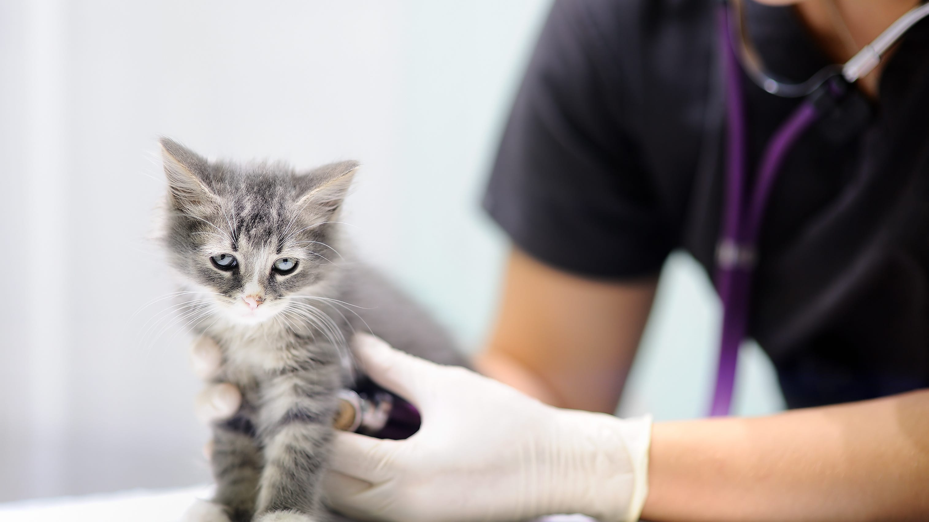 Kitten allegedly thrown from car in Carmel Mountain Ranch