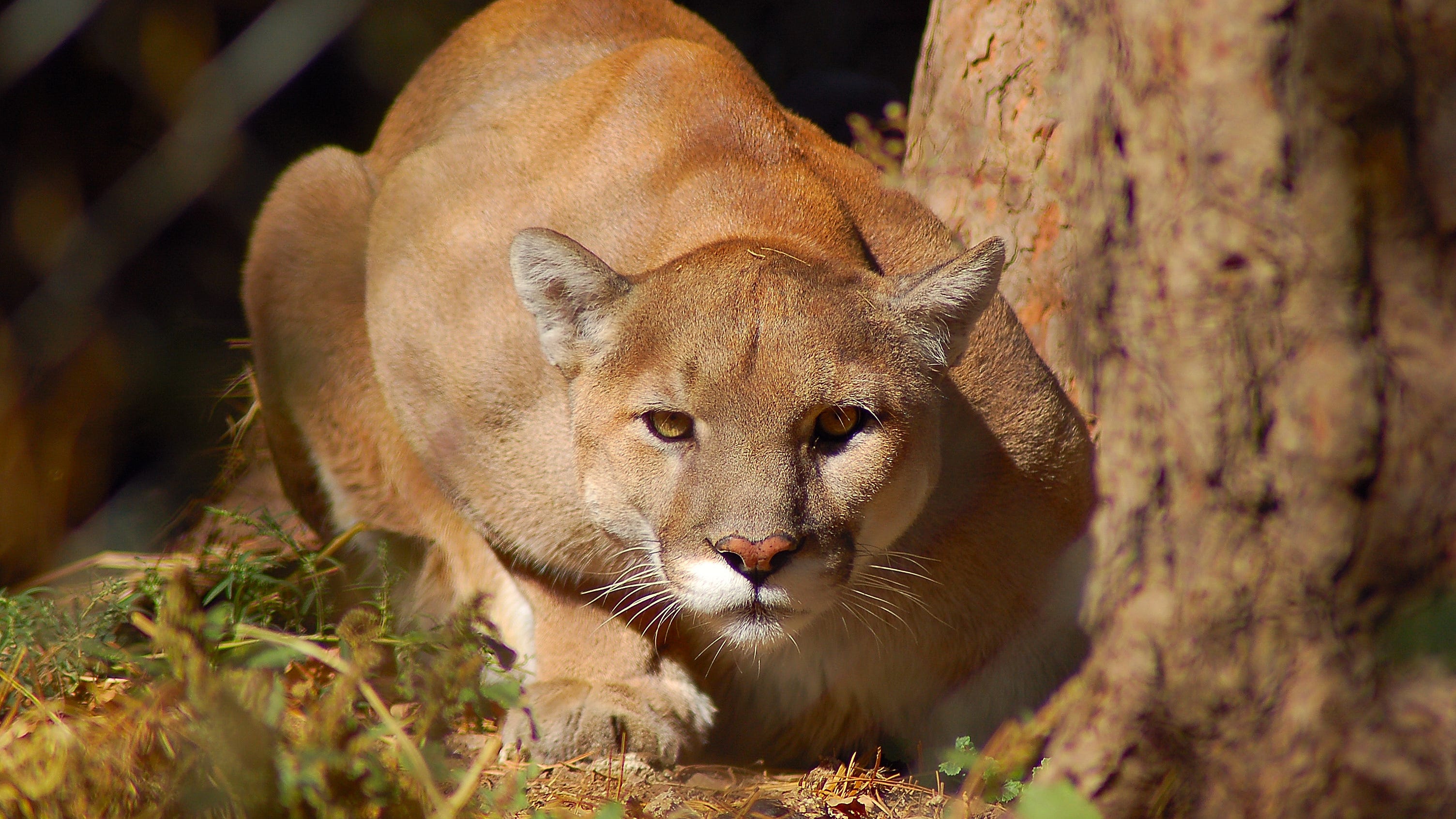Night prowler: Mountain lion enticed by animal trophy heads breaks into Bay Area home