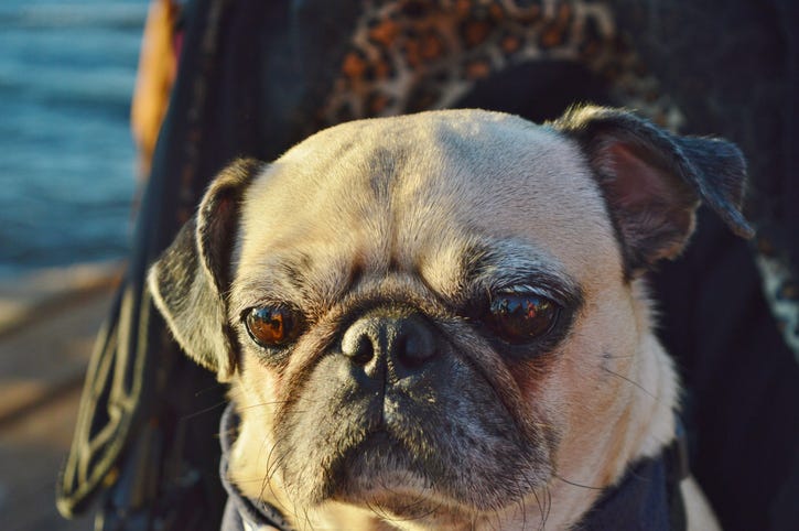 close-up of a pug dog