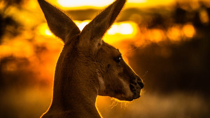 WATCH: Extremely muscular kangaroo flaunts buff biceps: ‘Those are strong arms’