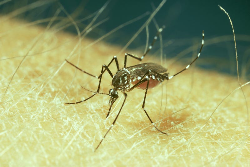 Mosquitoes