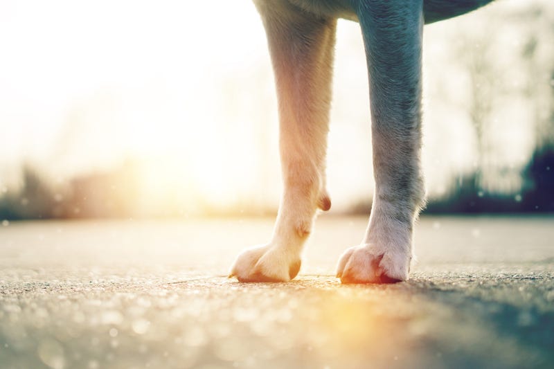 Dogs, Anoka County, Investigation, Animal Cruelty