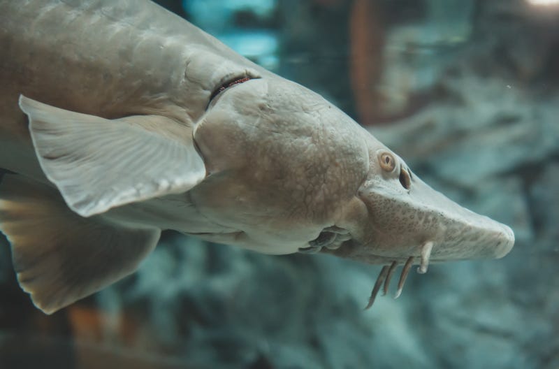 Atlantic sturgeon