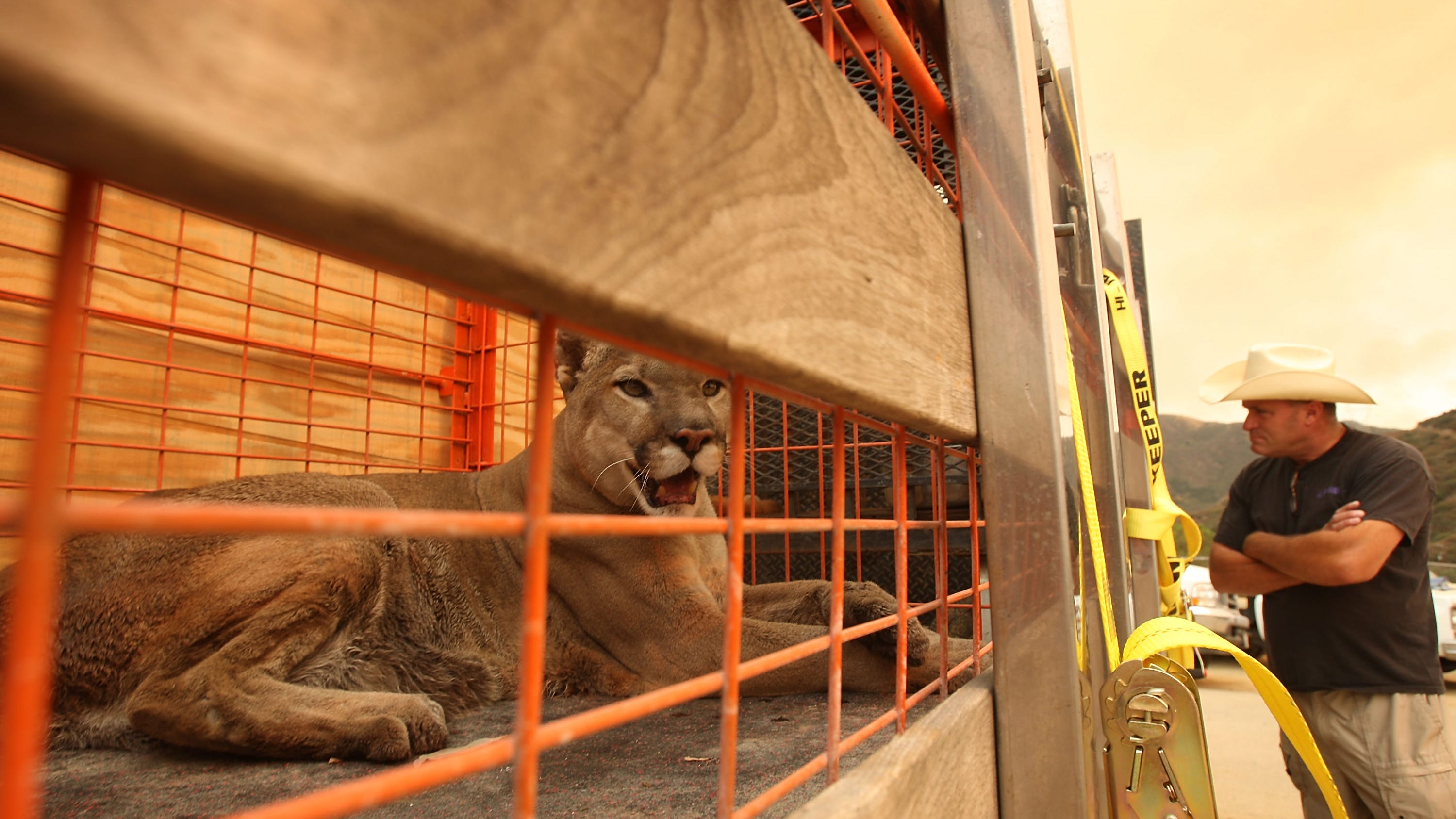 Skinny mountain lions a cause for concern in Santa Cruz County