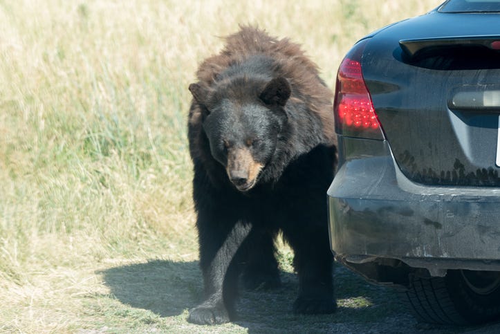 Bear at car