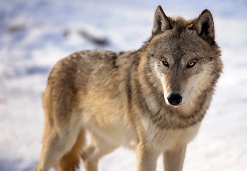 Grey wolf
