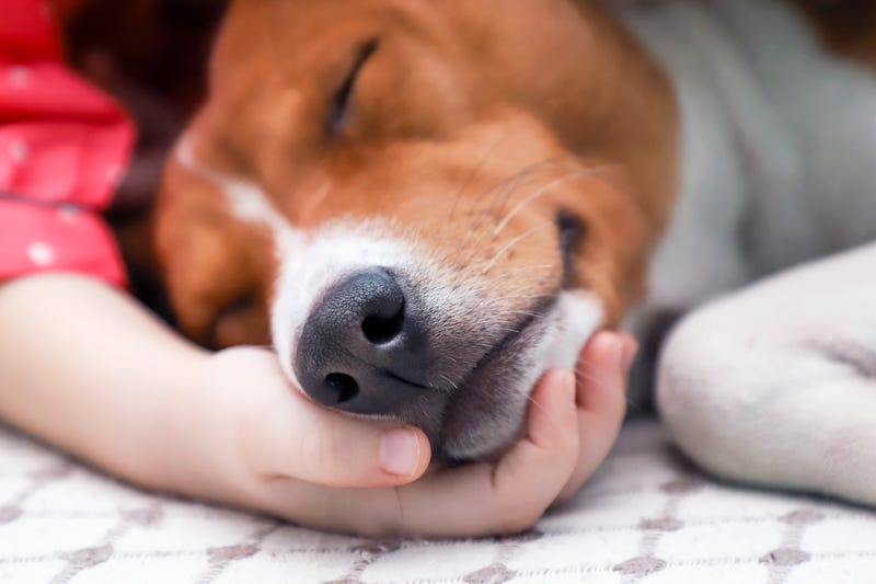A missing 2-year-old girl who wandered away from her Upper Peninsula home with two family dogs this week was safely found hours later as she slept on the smaller dog like "a furry pillow," authorities said.