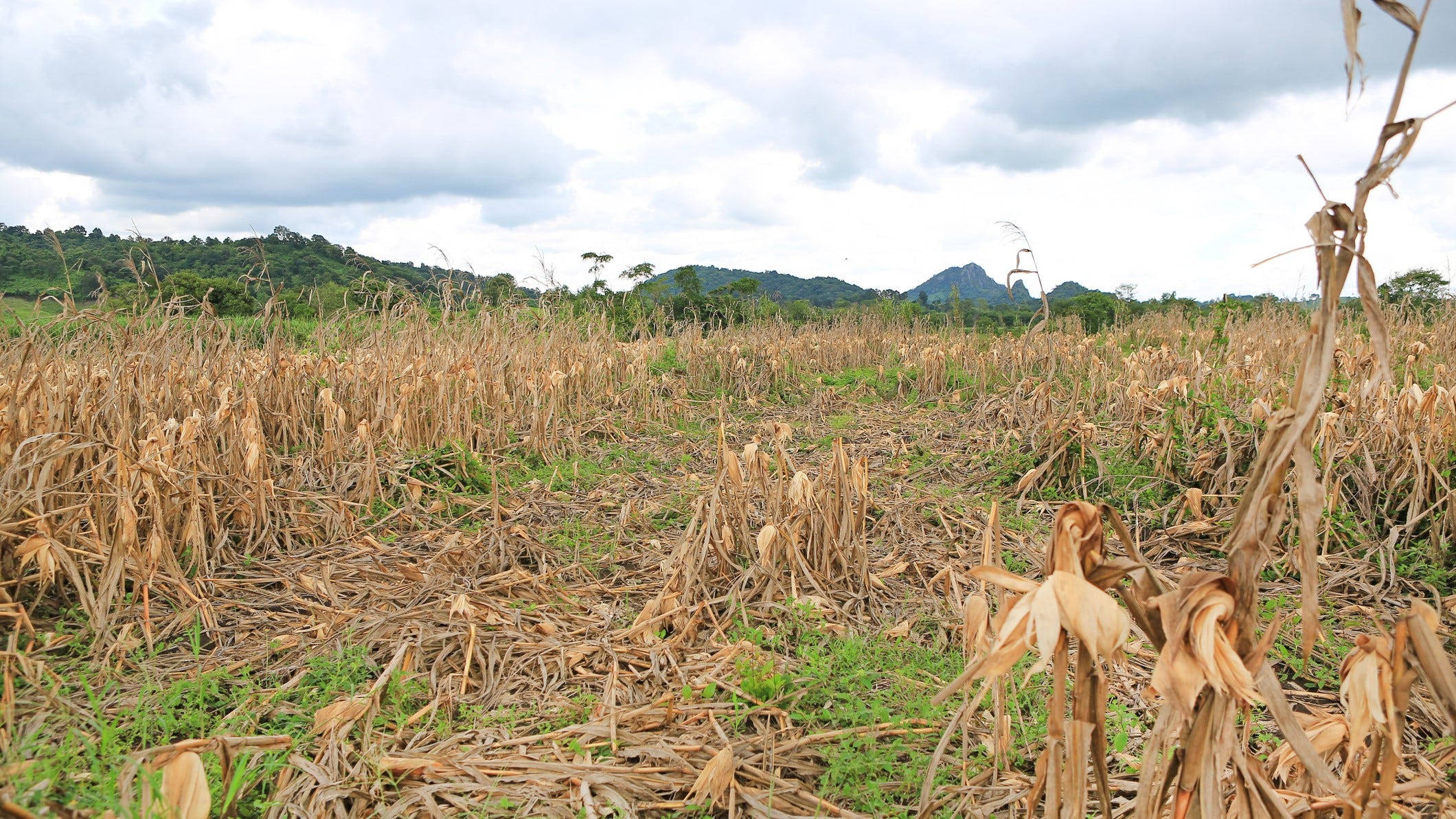Pa. places Philadelphia, 3 surrounding counties under drought watch