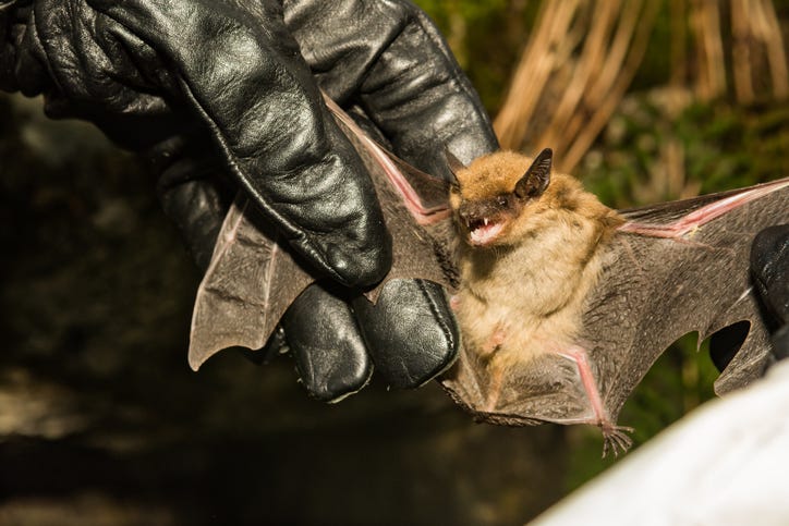 bats