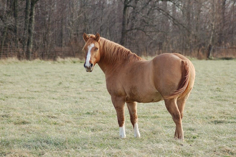 Overweight horse standing in a pen