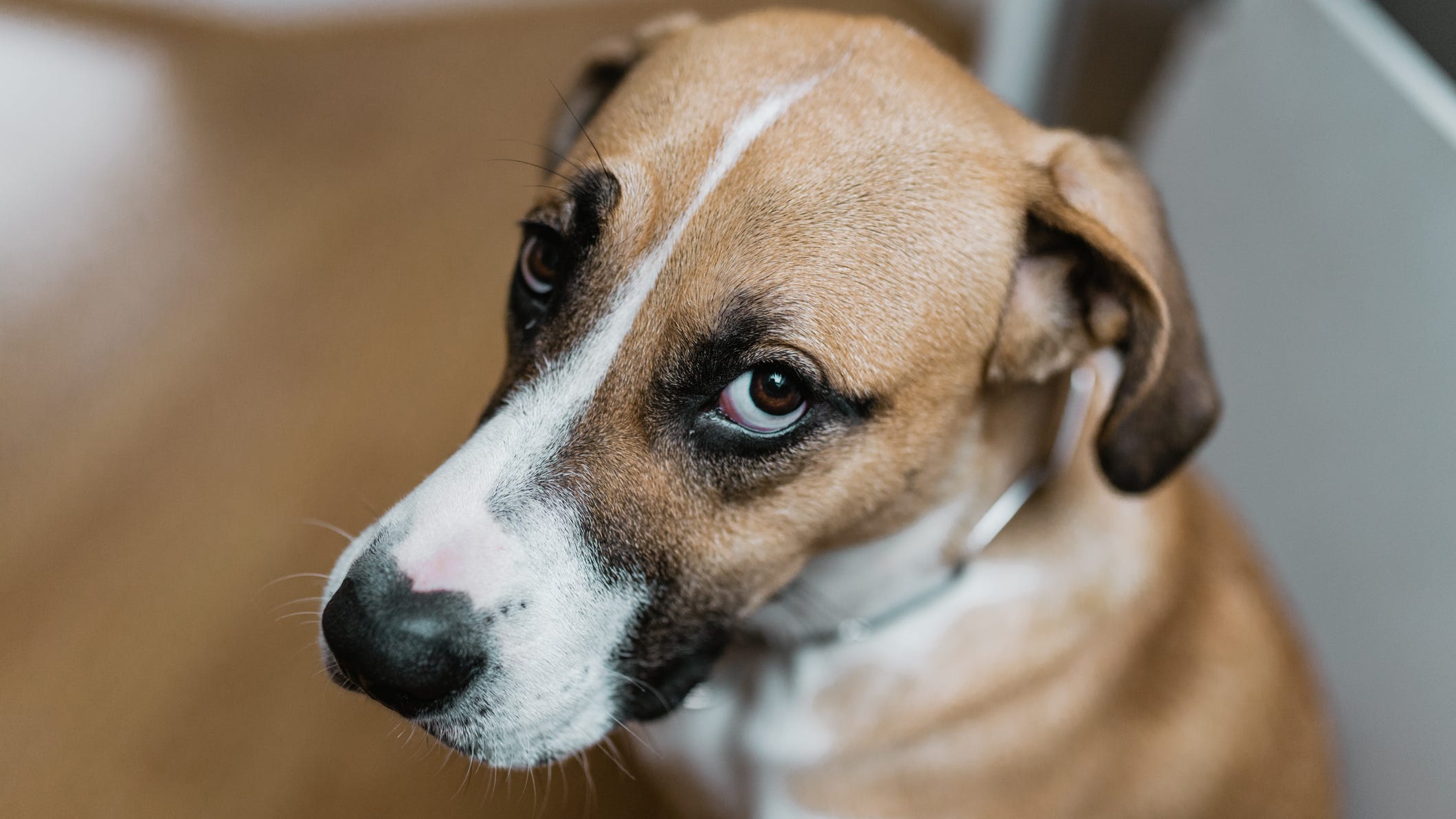 Yes, your pet can go through depression