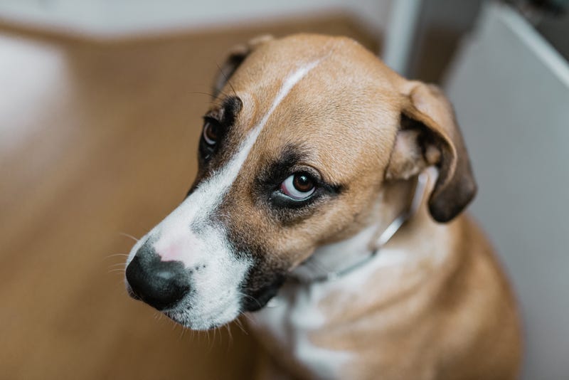 Sad Dog
