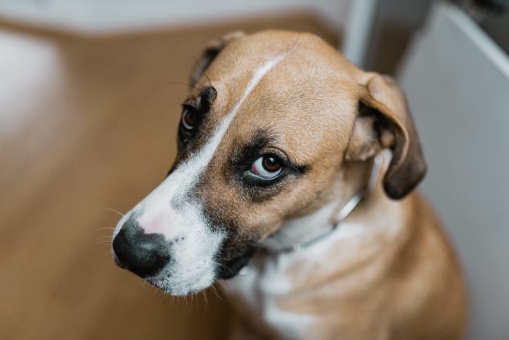 Sad dog