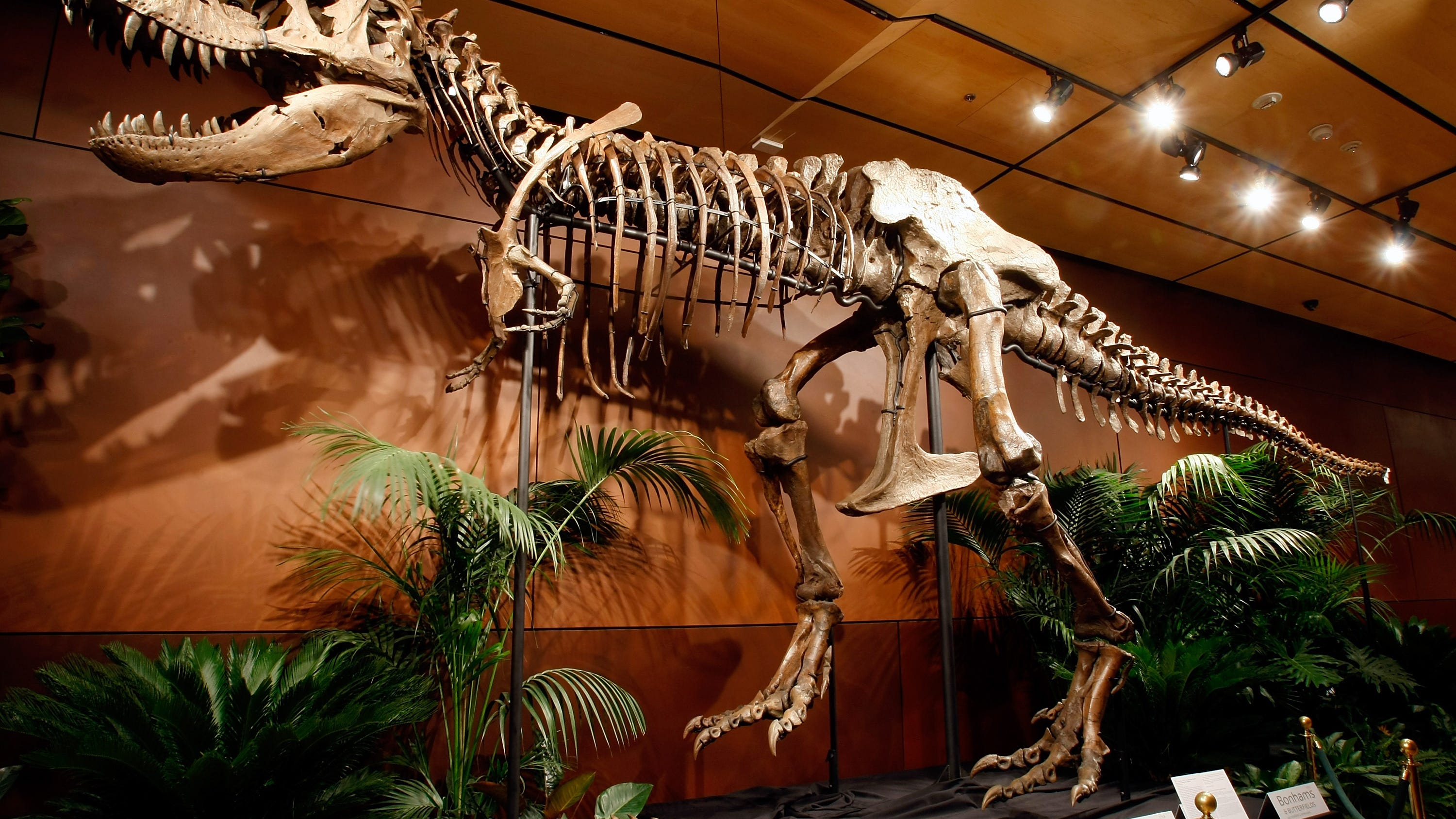 Researchers believe dinosaur 'mummy' could have best preserved remains of all time