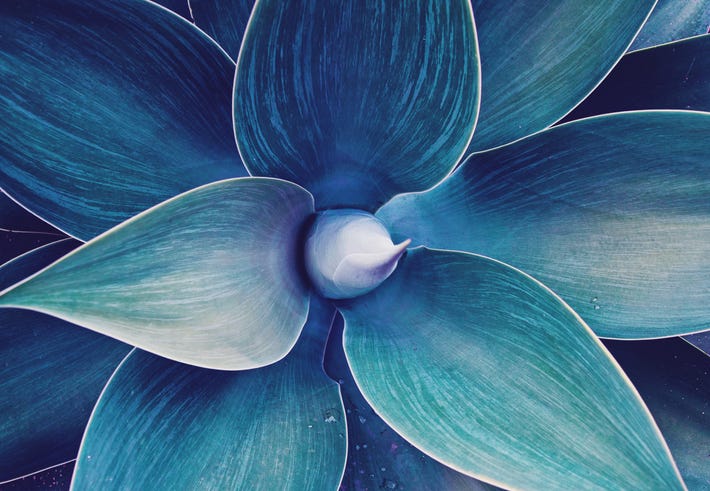 Tropical flower
