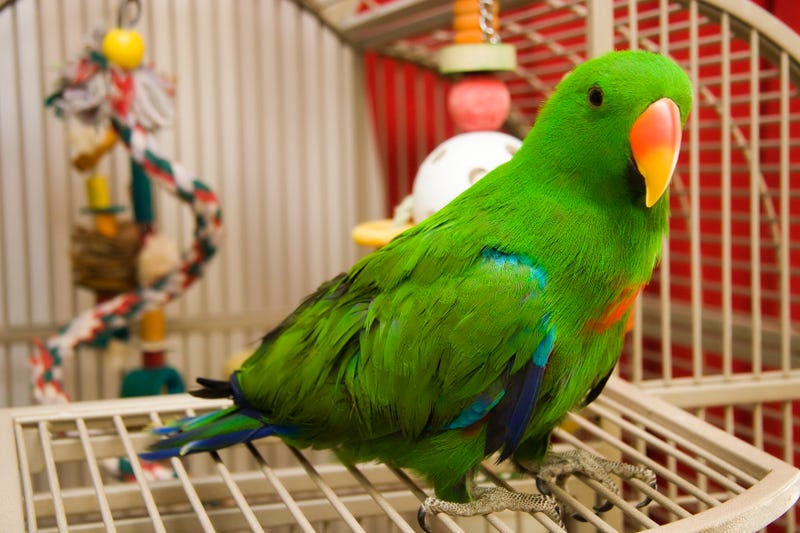 Eclectus Parrot