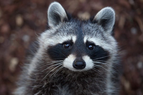 Raccoon staring at the camera