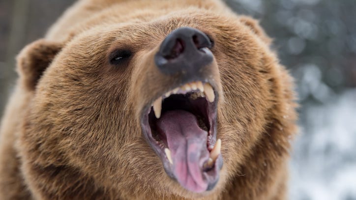 VIDEO: Bear caught breaking into man's house and eating his KFC