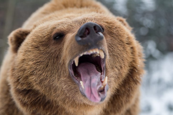 grizzly bear