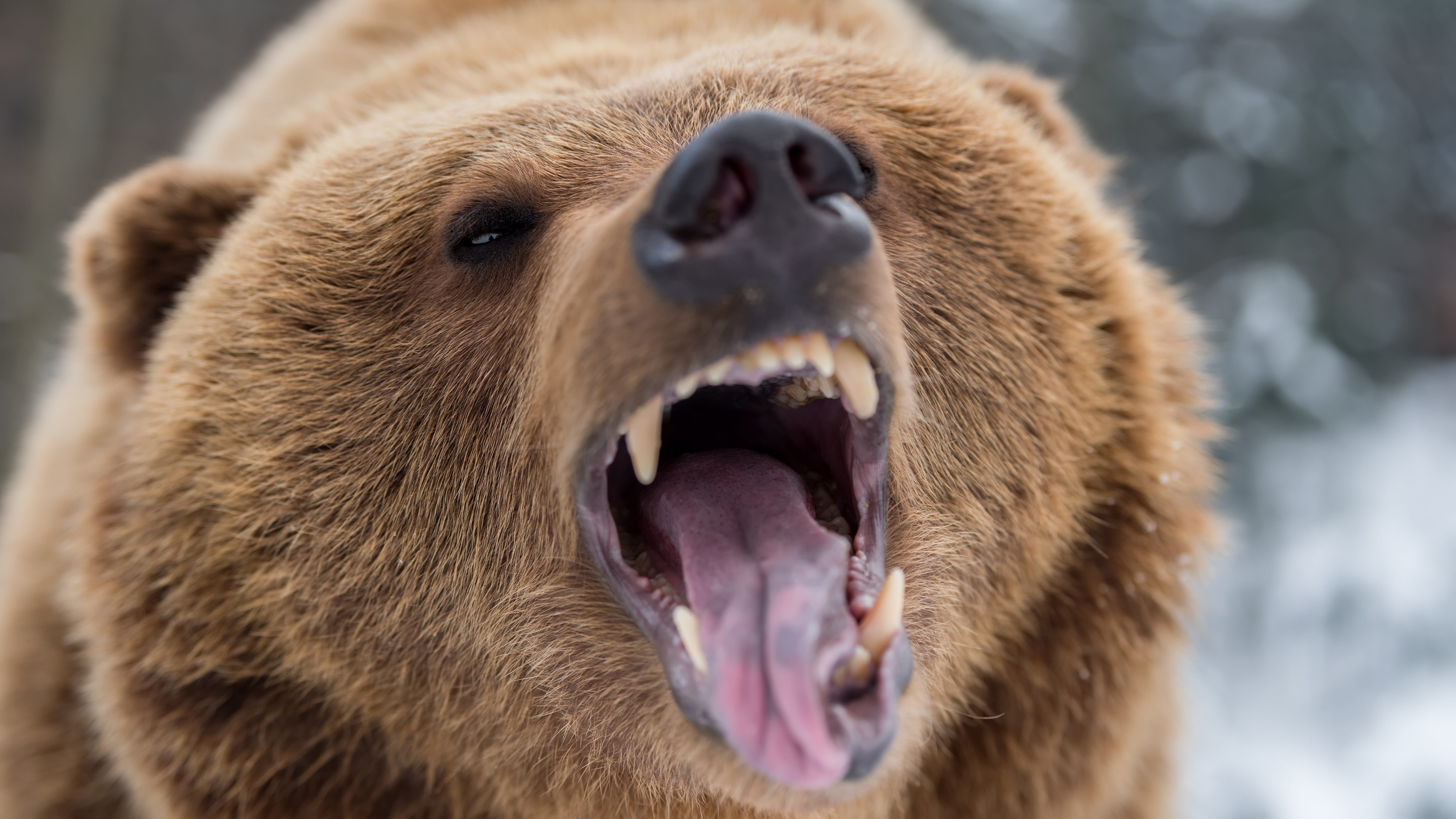 Bear in mind: Republican John Cox and 1,000-pound bear to make recall campaign stop