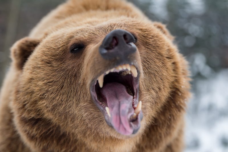 Republican John Cox and a 1,000-pound live bear are coming to Sacramento on Tuesday.