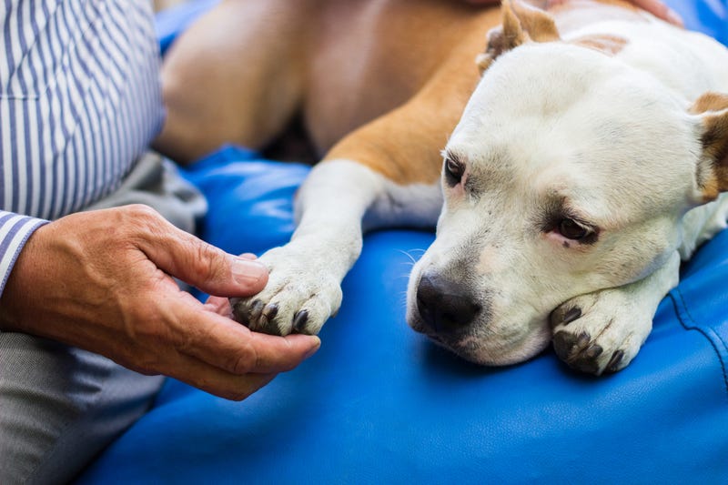 An NYC Councilmember is introduced legislation to let paid sick leave extend to taking time for caring for pets.