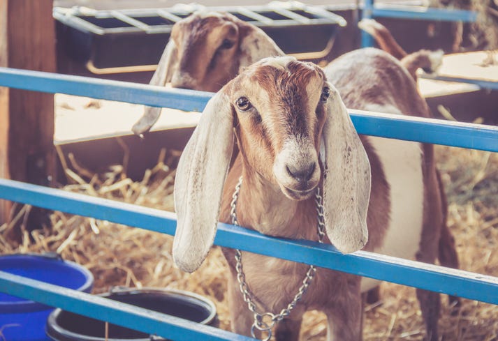 Floppy earred cutie goat at a fair