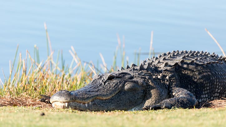 WATCH: massive gators stroll Florida neighborhood