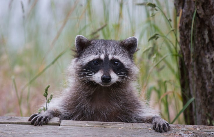 Raccoon in a swamp. 