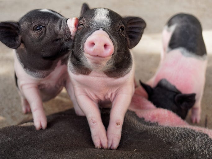 City of McKinney welcomes new kind of house pet
