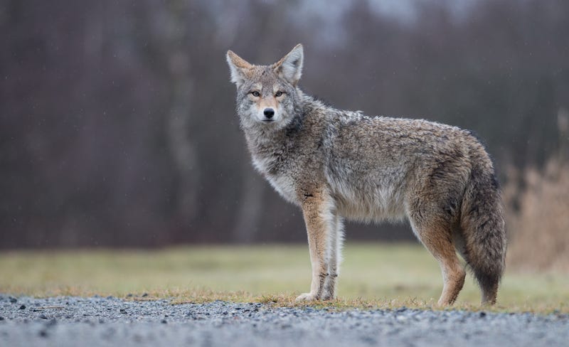 Coyote.
