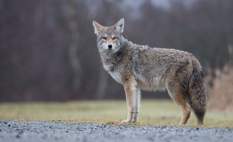 Coyotes
