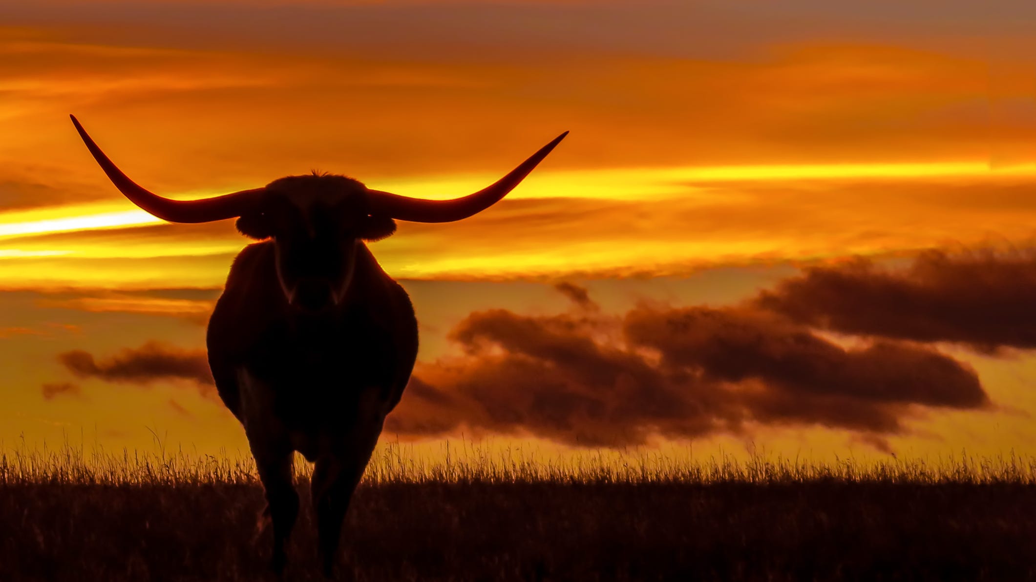 Police searching for answers after six cows are found mysteriously murdered with their tongues cut out