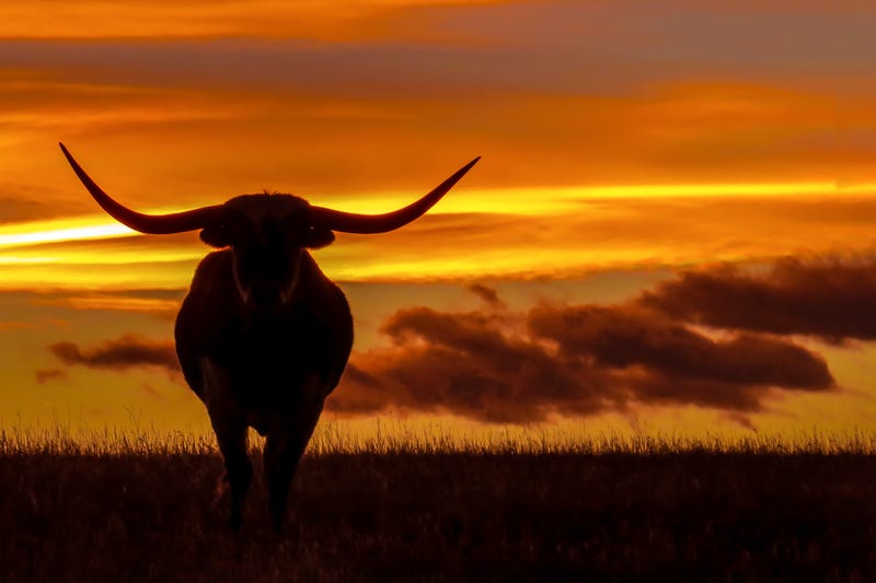 Longhorn out standing in his field