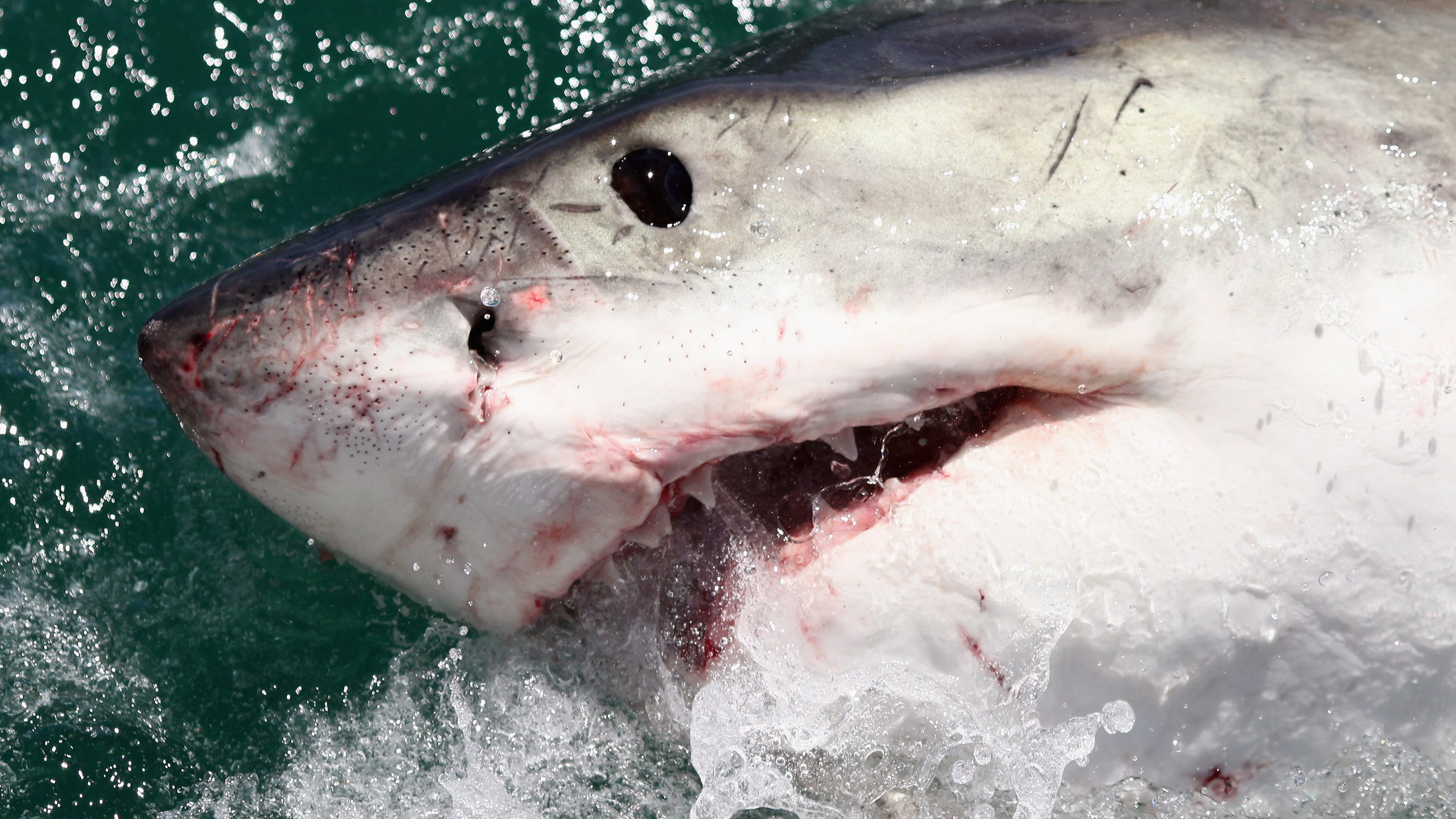 Great white shark numbers up significantly in Monterey Bay