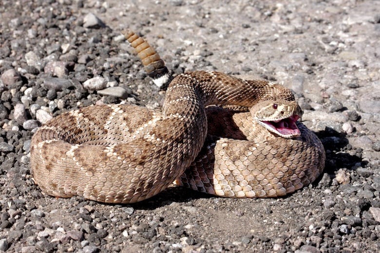 Western diamondback rattlesnake sitting on gravel