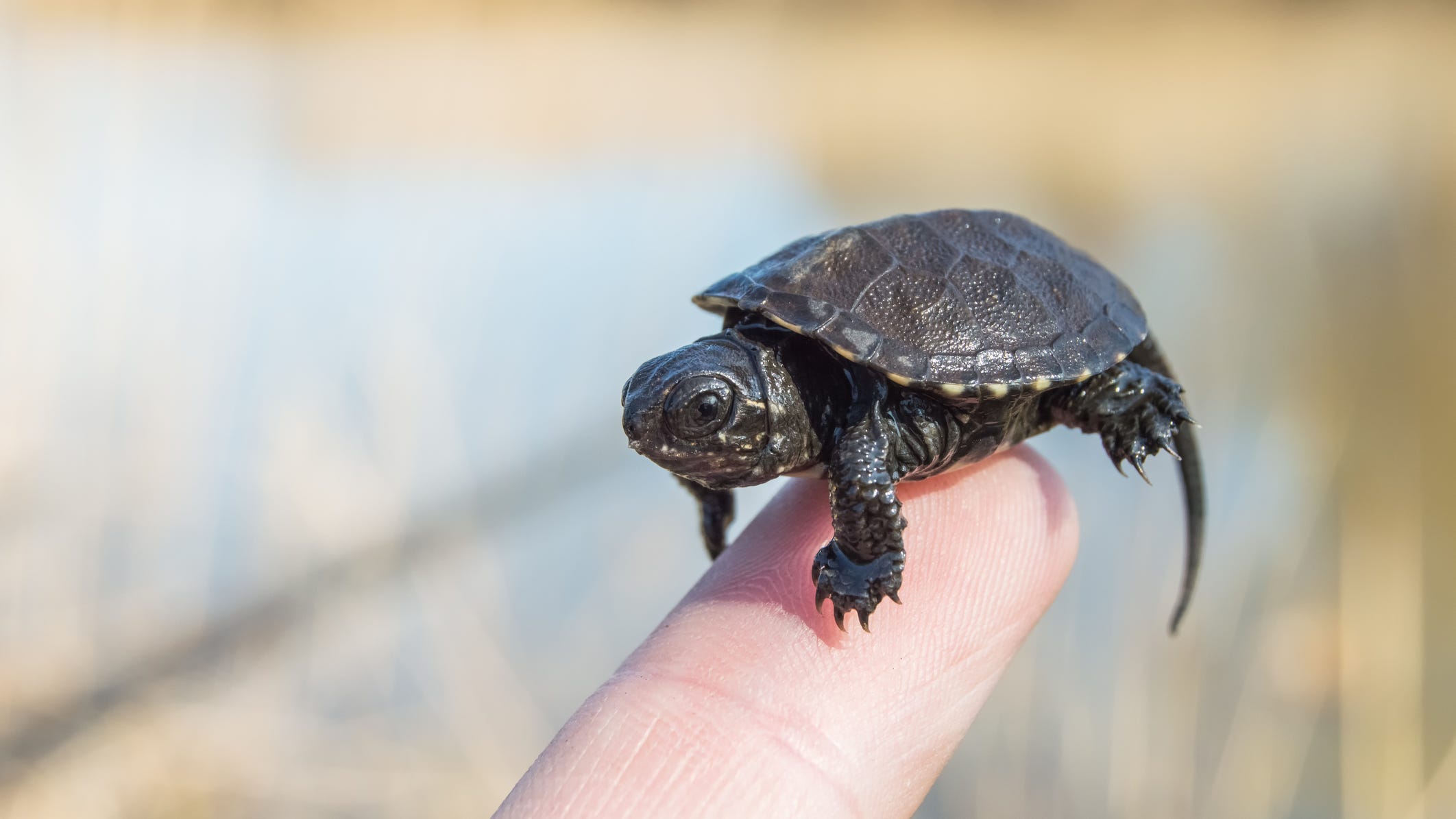Salmonella outbreak in 11 states linked to tiny turtles