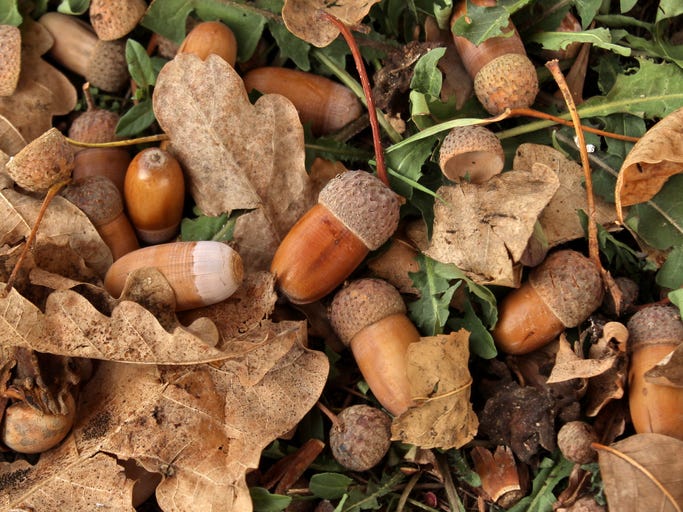 Acorns on the ground stock photo.